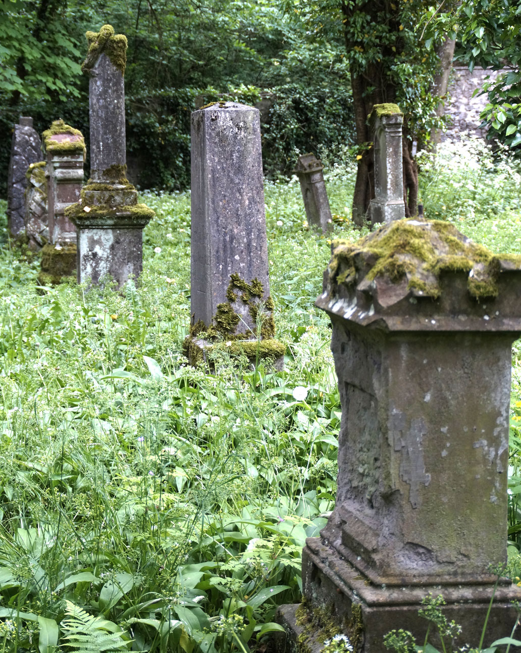 Overgrown cemetery